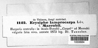 Phyllactinia fraxini image